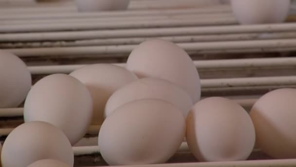 Fjäderfäuppfödning Automatiserad Transportör För Förflyttning Färska Kycklingägg Industriell Äggproduktionslinje Närbild — Stockvideo