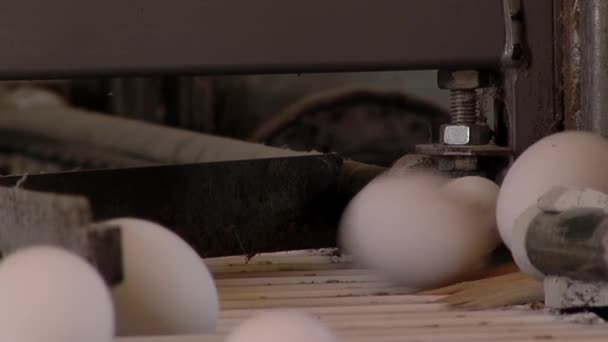 Aves Corral Transportador Automatizado Para Movimiento Huevos Pollo Fresco Línea — Vídeo de stock