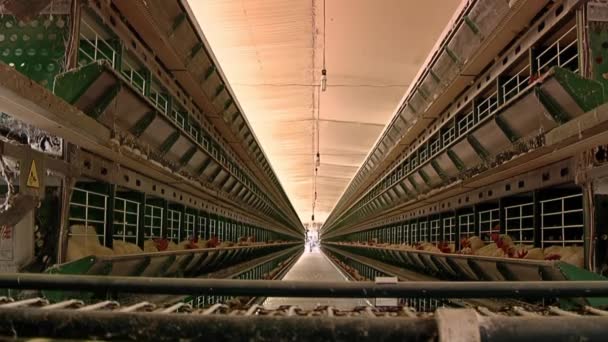 養鶏場のケージに赤いクレストと鶏 養鶏場 食品産業コンセプト 鶏卵生産 — ストック動画