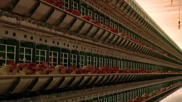 Vörös Címeres Csirkék Ketrecekben Baromfitelepen Baromfitenyésztés Élelmiszeripari Koncepció Tyúktojástermelés — Stock videók