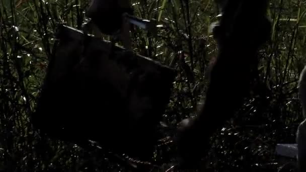 Beekeeper Inspecting Hive Frame Man Holding Bee Hive Frame Bee — Stock Video