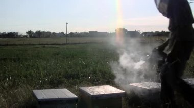 Apiary 'de Kovan Çerçevesini inceleyen bir arı yetiştiricisi, Arı Kovanı Çerçevesi ve Arı İçicisi' ni tutan bir adam, Kovan içen bir arı yetiştiricisi.. 