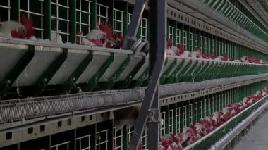 Kümes hayvanları çiftliğindeki kafeslerde kırmızı tepeli tavuklar. Kümes hayvanları, gıda endüstrisi konsepti, tavuk yumurtası üretimi..  