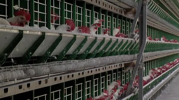 家禽饲养场的鸡笼里有红色的鸡冠 家禽饲养场 食品工业概念 鸡蛋生产 — 图库视频影像