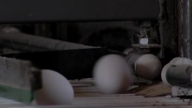 Kümes Hayvanları Yumurta Taşıyıcısı. Kapat..  