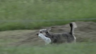 Cute Dog running Around with a Plastic Bottle in Mouth.  