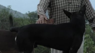 Man fondles Two Stray Dogs on Rural Street. Low Angle View. 