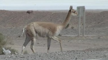 Vicuna (Vicugna vicugna) Güney Amerika, Arjantin 'in Salta ilinde bir yol yakınında. 