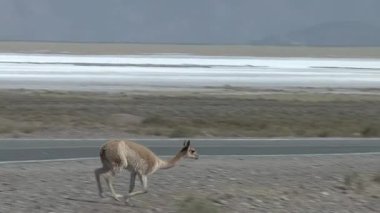 Vicuna (Vicugna vicugna) Güney Amerika, Arjantin 'in Salta ilinde bir yol yakınında. 