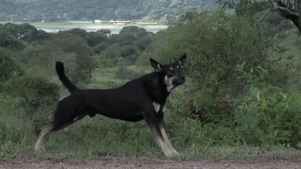 Stray Dog Stretching Out Rural Street — Stock videók