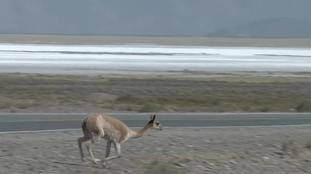 Vicuna Vicugna Vicugna Κοντά Δρόμο Στην Επαρχία Salta Αργεντινή Νότια — Αρχείο Βίντεο