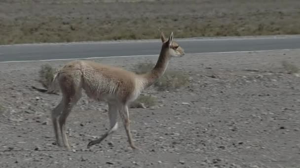 Vicuna Vicugna Vicugna Κοντά Δρόμο Στην Επαρχία Salta Αργεντινή Νότια — Αρχείο Βίντεο