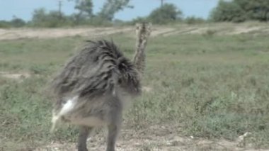 Darwin 'in Rhea ya da Küçük Rhea' sı (Rhea Pennata, Rhea Darwinii, Pterocnemia Pennata) Pampas, Arjantin, Güney Amerika 'da bir yol yakınında yer alır..  