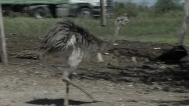 Darwin 'in Rhea ya da Küçük Rhea' sı (Rhea Pennata, Rhea Darwinii, Pterocnemia Pennata) Pampas, Arjantin, Güney Amerika 'da bir yol yakınında yer alır..  