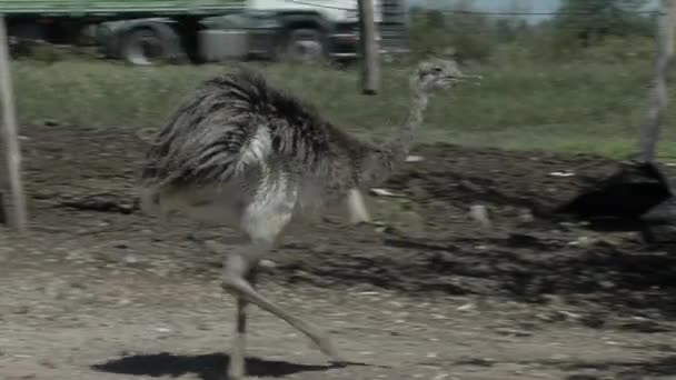 Darwin Rhea Lesser Rhea Rhea Pennata Rhea Darwinii Pterocnemia Pennata — Video Stock