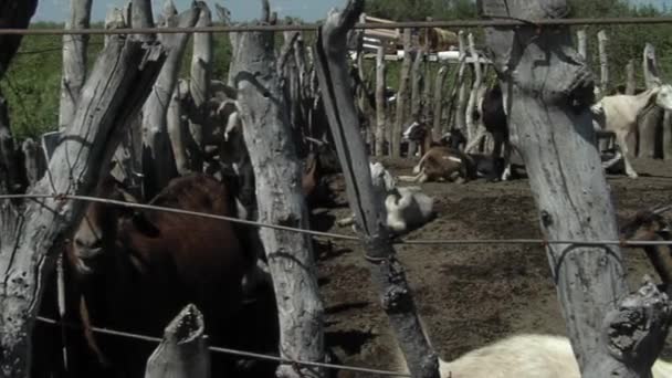 Corral Med Getter Pampaprovinsen Argentina — Stockvideo