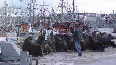 Balıkçı ve Deniz Aslanları Mar del Plata 'daki Balıkçılık Limanı, Buenos Aires Eyaleti, Arjantin.  