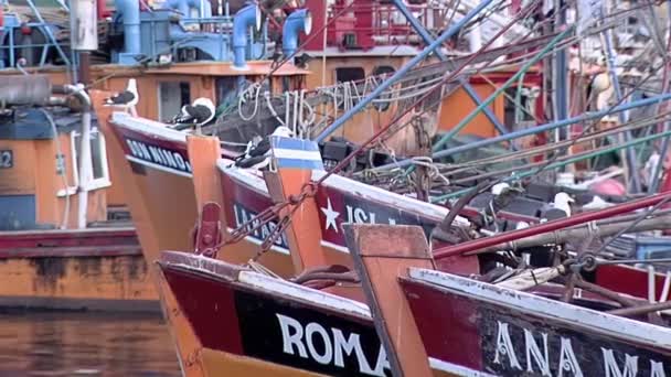 Fishing Boats Port Mar Del Plata Buenos Aires Province Argentina — Stock Video
