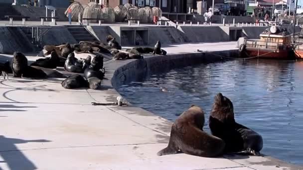 Zeeleeuwen Vissershaven Van Mar Del Plata Provincie Buenos Aires Argentinië — Stockvideo