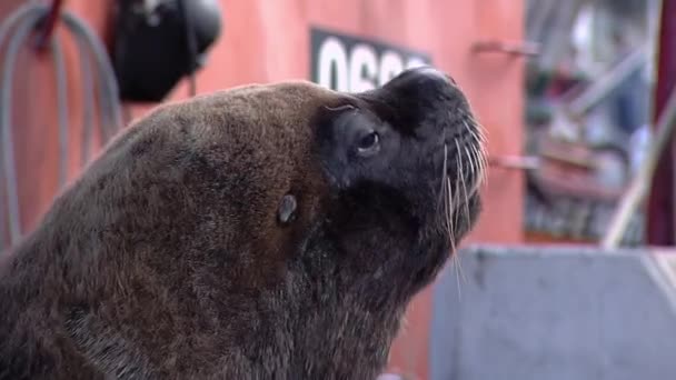 Lion Mer Port Pêche Mar Del Plata Argentine Gros Plan — Video