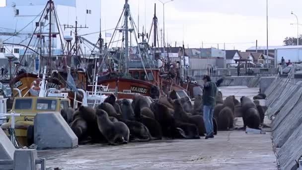 Rybak Lwy Morskie Porcie Rybackim Mar Del Plata Prowincja Buenos — Wideo stockowe