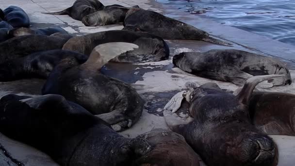 Arjantin Mar Del Plata Balıkçı Limanında Deniz Aslanları Kapat — Stok video