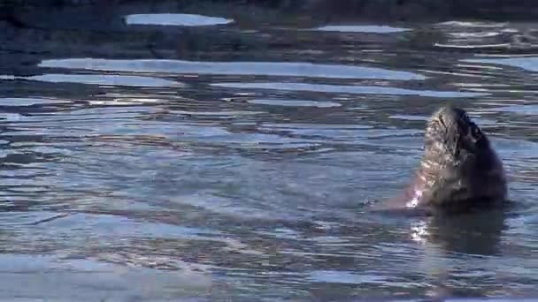 Leu Mare Înoată Portul Mar Del Plata Argentina — Videoclip de stoc