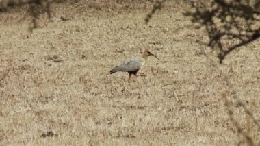 Siyah yüzlü Ibis (Theristicus melanopis) Patagonya, Arjantin, Güney Amerika 'da bir kırsal alanda.  