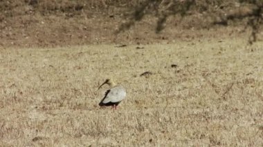 Siyah yüzlü Ibis (Theristicus melanopis) Patagonya, Arjantin, Güney Amerika 'da bir kırsal alanda.  