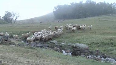 Arjantin 'in Çoban Köpeği Tandil ile Sisli Arazide Hareket Eden Koyun Sürüsü
