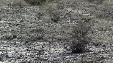 Nadir Bitkilerle Arid Patagonya Arazisi, Gaiman, Arjantin