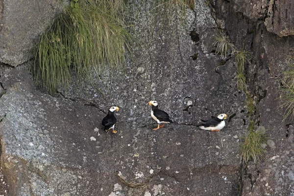 Рогатої Puffins на скелях вкладення — стокове фото