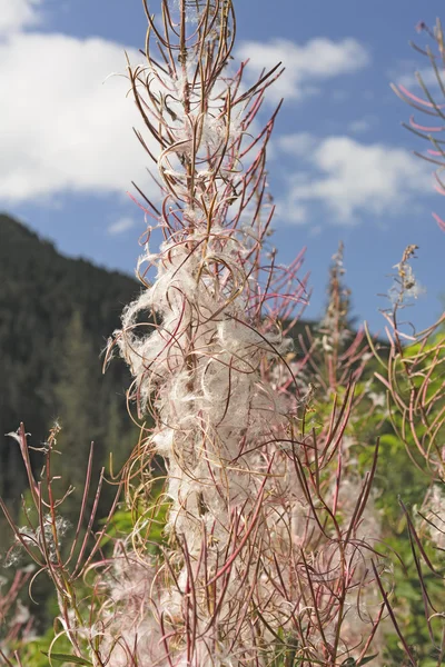 秋に fireweed 花 — ストック写真