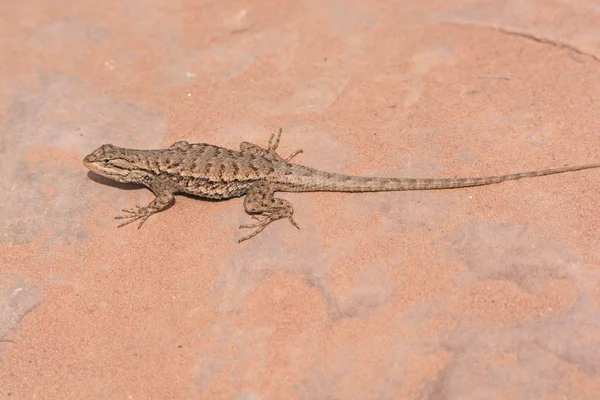 Lagarto espinoso del desierto en el desierto —  Fotos de Stock