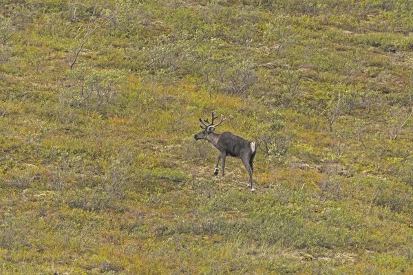 Osamělý Caribou v tundře — Stock fotografie