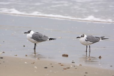 Non-breeding adult laughing gulls on the shore clipart
