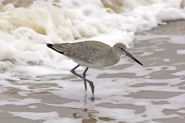 Willet Wandering through the Sea Foam — Stock Photo, Image