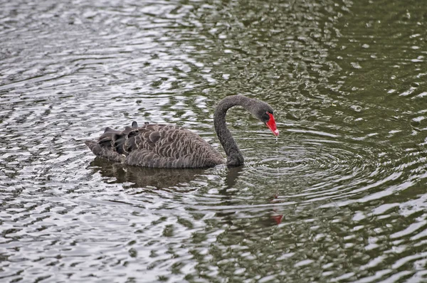 Black Swan in a Remote Pond — Stock Photo, Image