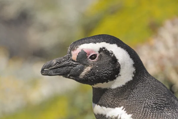 Strzał głową z pingwinów Magellana — Zdjęcie stockowe