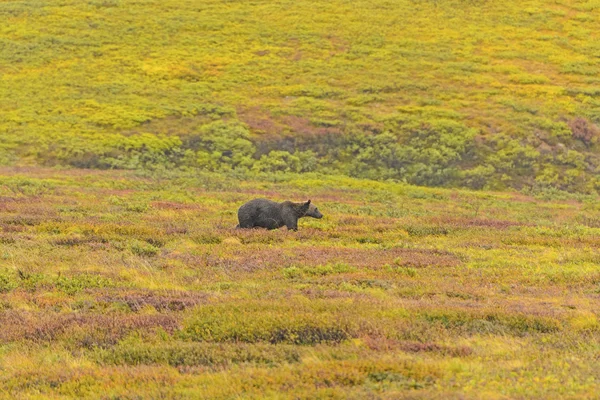 Oso pardo en Tundra en el otoño — Foto de Stock