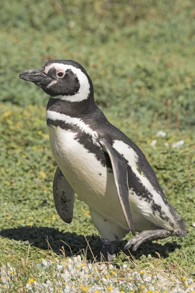 Pingwin spacer po łące — Zdjęcie stockowe