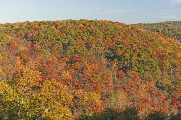 秋天的山坡上爆发的颜色 — 图库照片