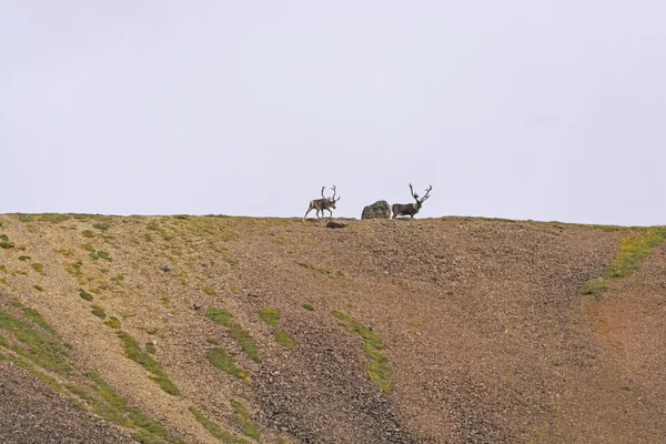 Bir dağ sırtı üzerinde Ren geyiği — Stok fotoğraf