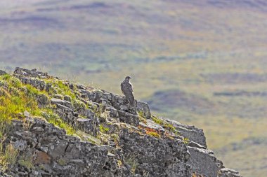 Gyrfalcon bir kayalık fosillerini üzerinde