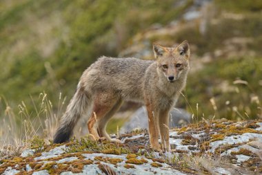 Bir kıyı Beach and Fox'ta