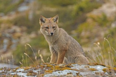 Andean Fox Looking for Prey clipart