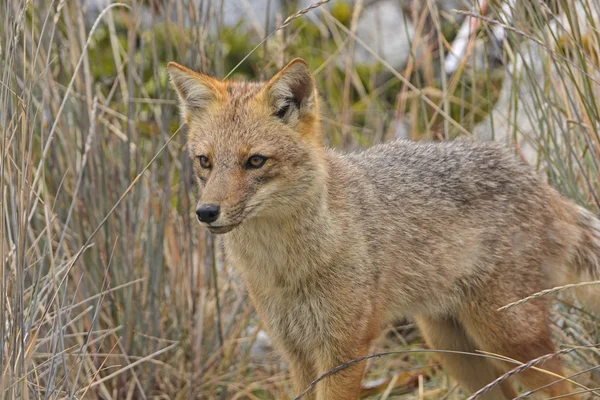 Andean Fox se mișcă prin iarbă — Fotografie, imagine de stoc