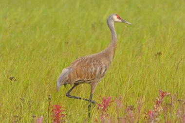 Bir çayırda Sandhill Crane