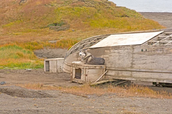 赫斯基和旧船在海岸 — 图库照片