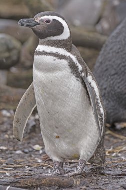 Macellan pengueni uzaktan iç içe geçme Adası